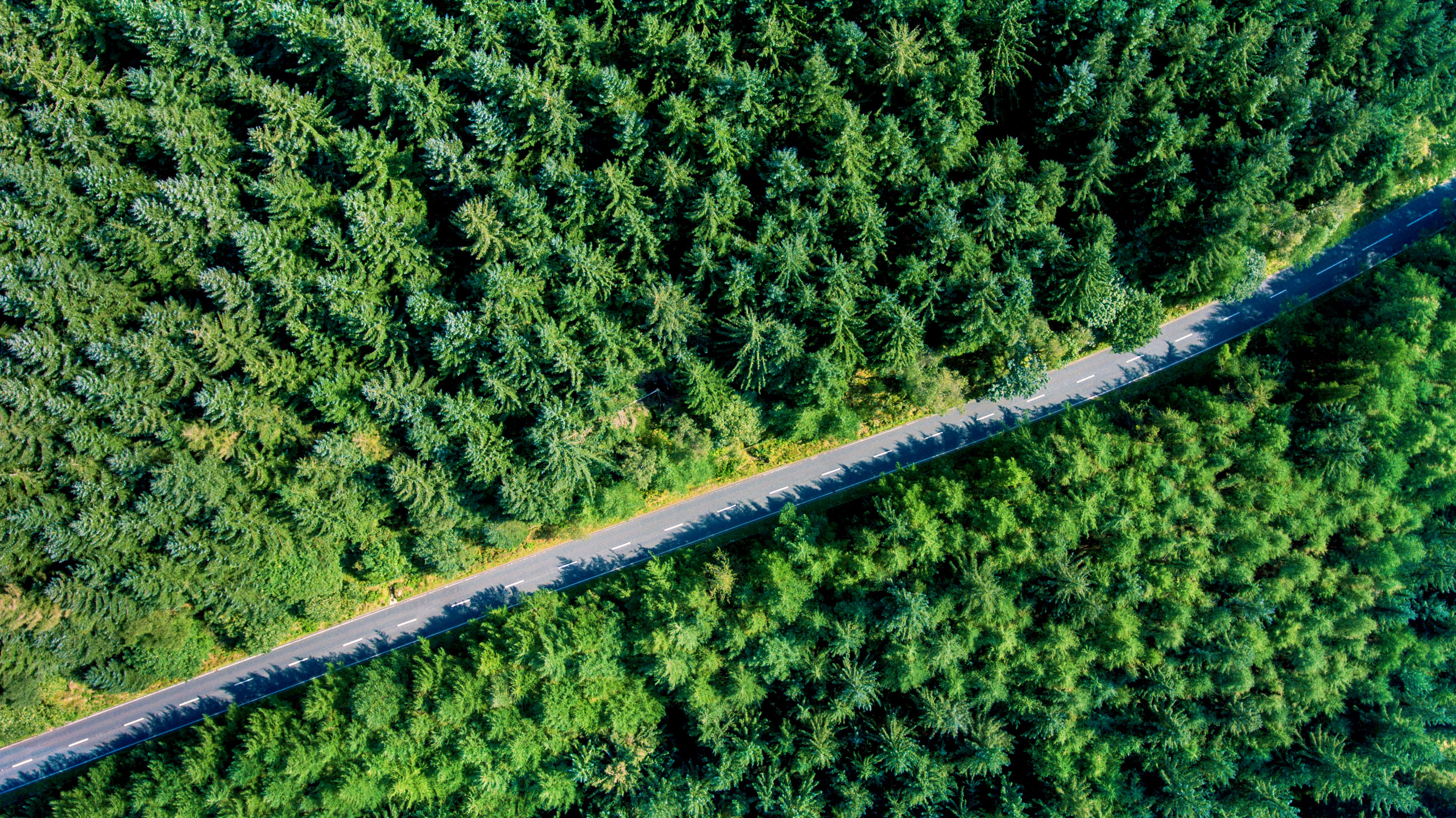 Uma estrada serpenteando conduz através de uma floresta densa - o Relatório Europeu de Acidentes